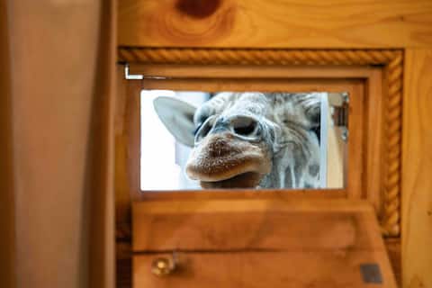 Giraffe stay Four 6666 & Pool @ Oak Meadow Ranch