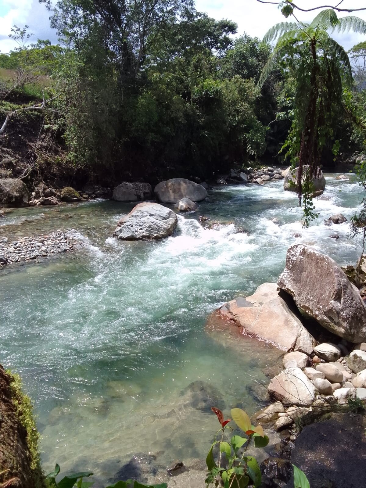 A flowing river is surrounded by lush greenery, with smooth stones partially submerged in the water. The current can be seen creating gentle ripples and waves, reflecting the natural light and creating a serene atmosphere in the landscape.