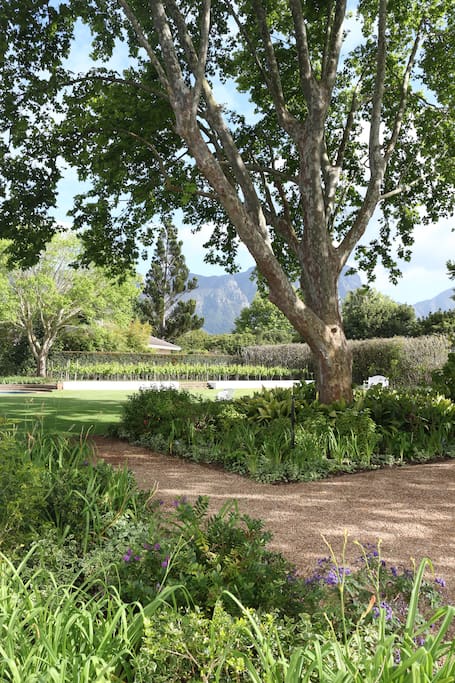 Large, leafy garden