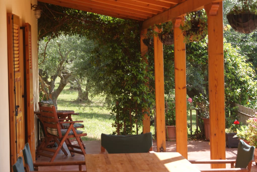 A corner of the veranda, and some of our olive trees.