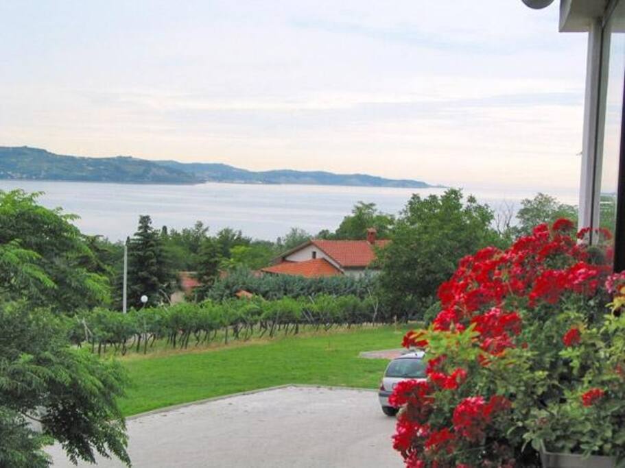 Ocean view