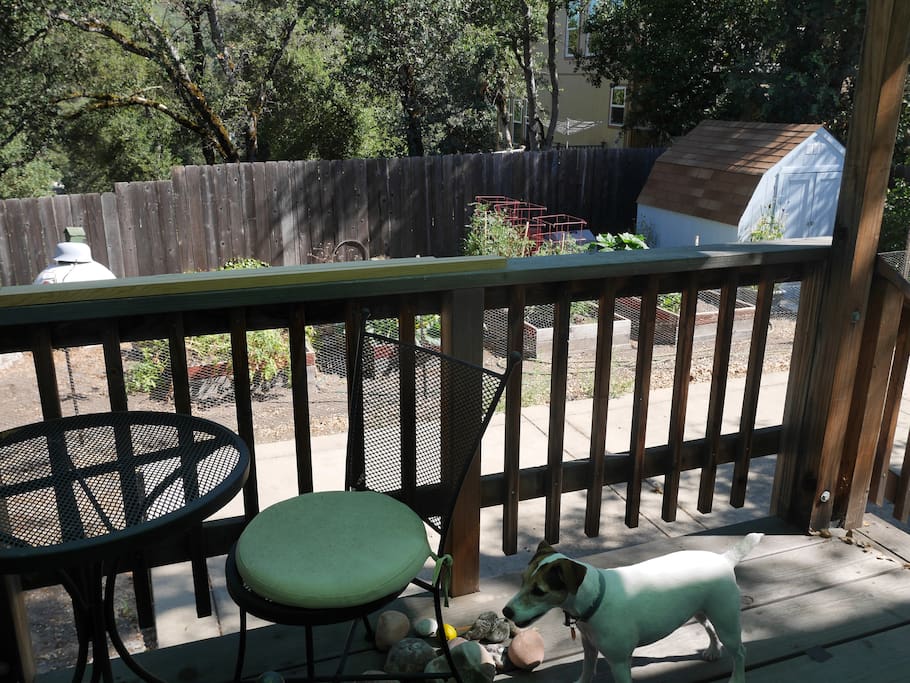 The back porch and garden area.