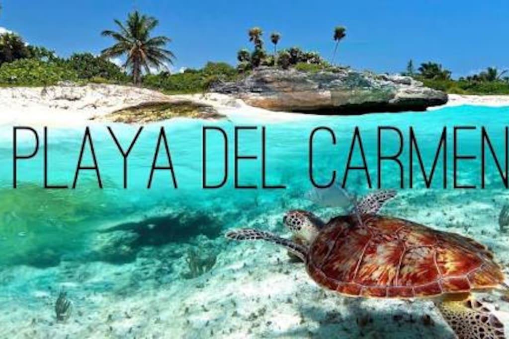 Playa del Carmen is an amazing place, full of wonderful people!
Playa del Carmen es un lugar increìble, lleno de personas maravillosas!