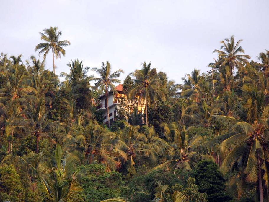 View from rice field