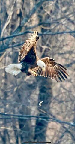 The Eagles Nest gallery image 5