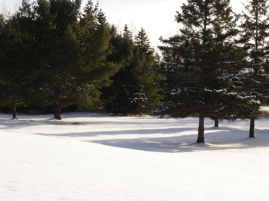 Winter view of front lawn