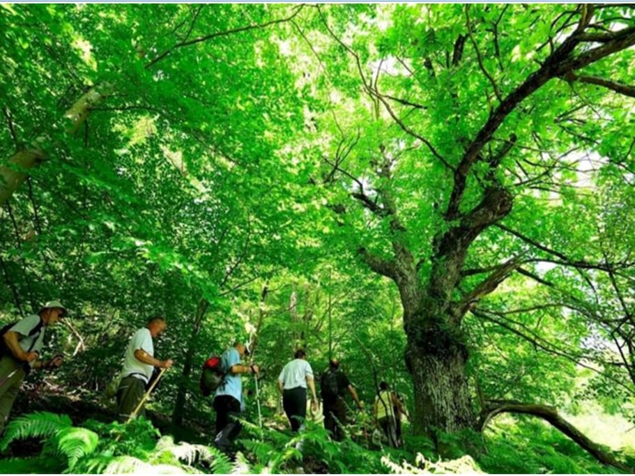 la nature au travers de St Etienne Lardeyrol