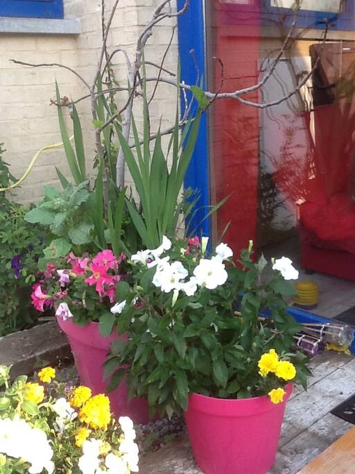 quelques fleurs sur la terrasse