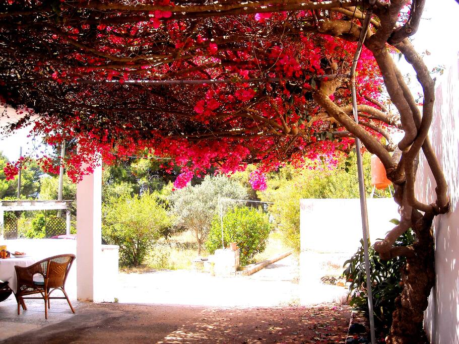 L'albero di Antonia è una buganvillea gigante.