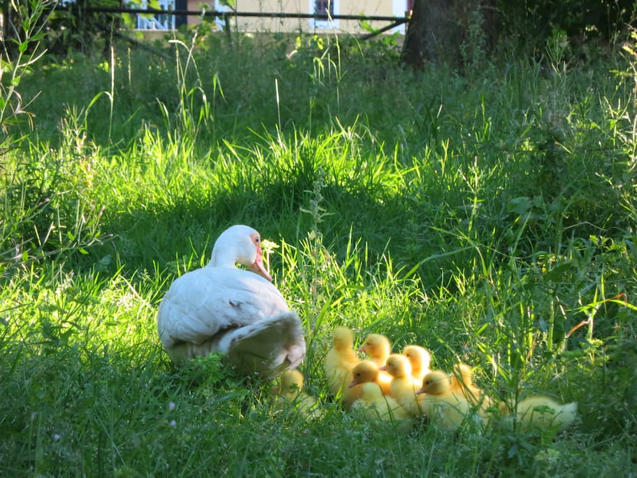Der er fritgående dyr af mange slag på gården // There are free-range animals of different kinds on the farm