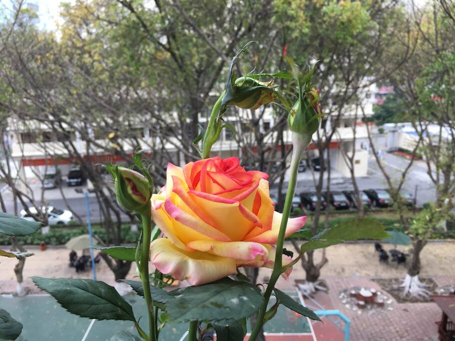 房东实在是个爱花之人,忍不住又晒自己种的花