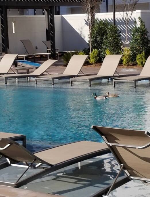 Just a beautiful caption of wild ducks in pool
