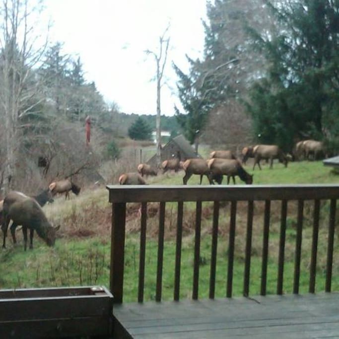 Elk in the front yard