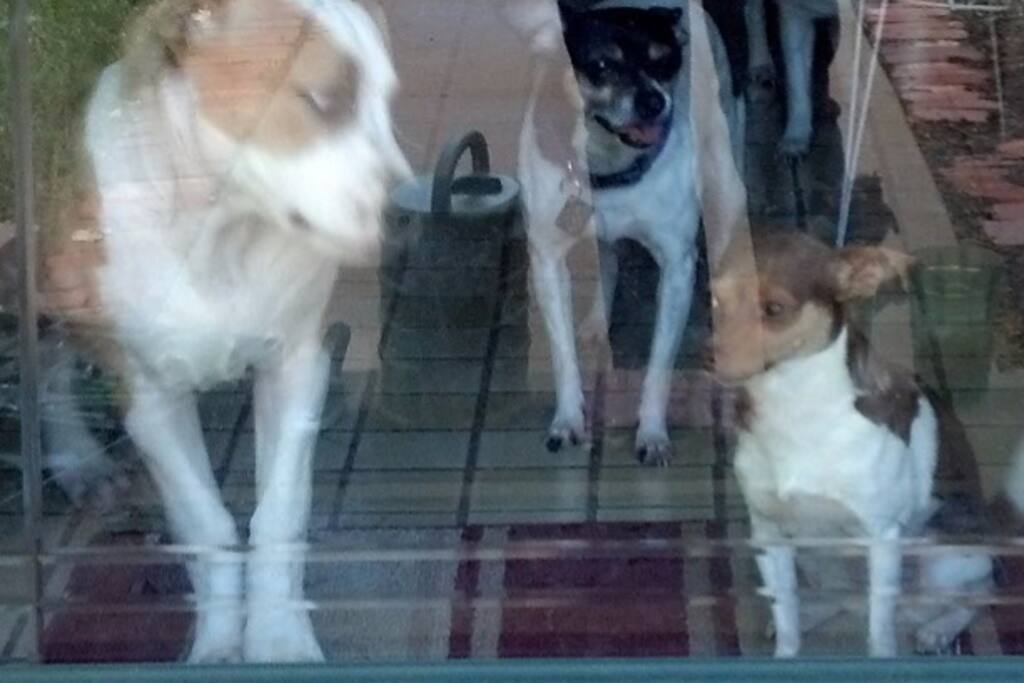 We have three dogs that love people. (Left to right) Angel (American Bulldog), This is Tazzie (Half terrier/Half chihuahua), Jane (Chihuahua)