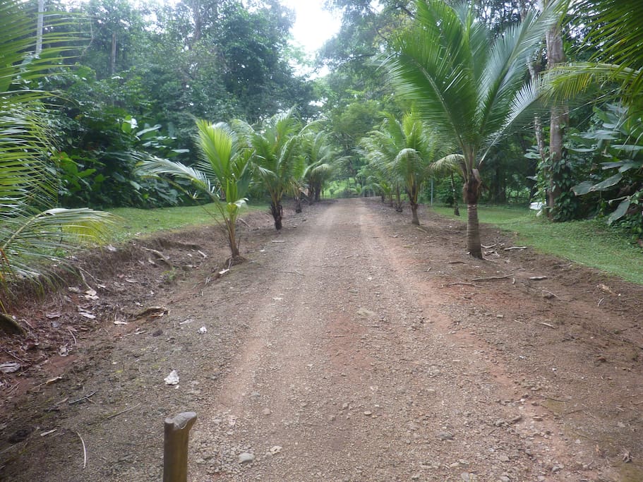 Inside road to house with palms lining road