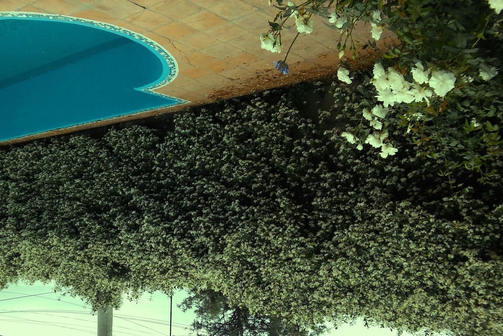Jardin con Pileta
Swiming pool and backyard