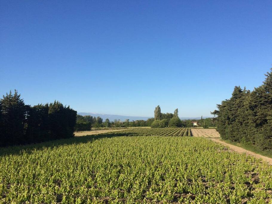Vue vignes et Mont Ventoux