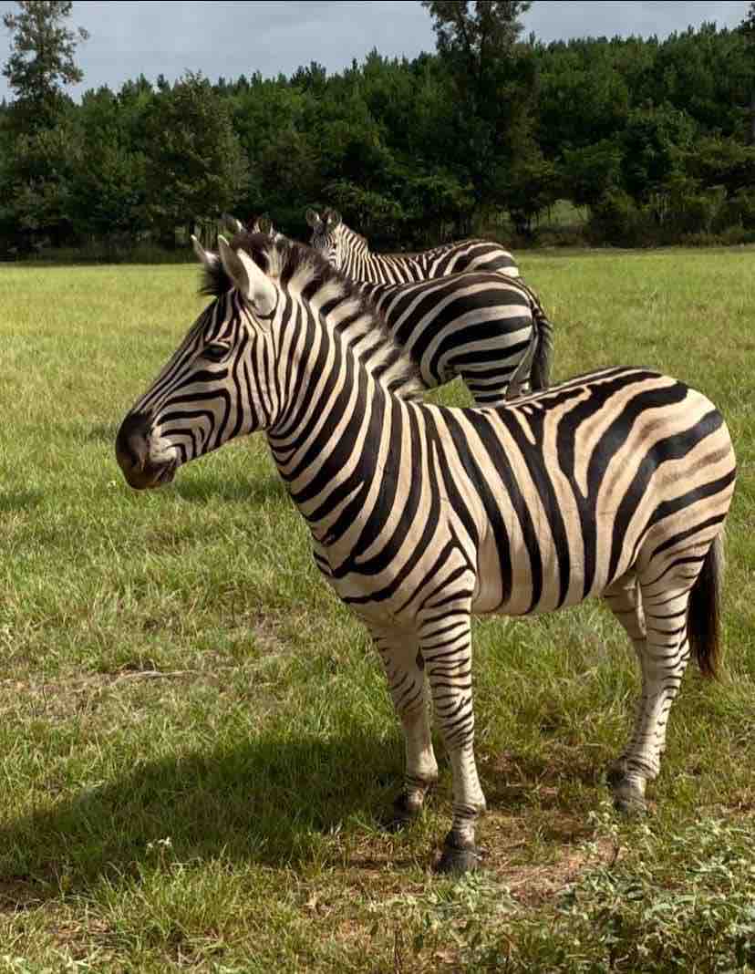 A close-up view of a zebra grazing in a green pasture, with its distinctive black and white stripes visible. Another zebra can be seen in the background, adding to the natural setting. Lush trees and grass provide a serene backdrop.