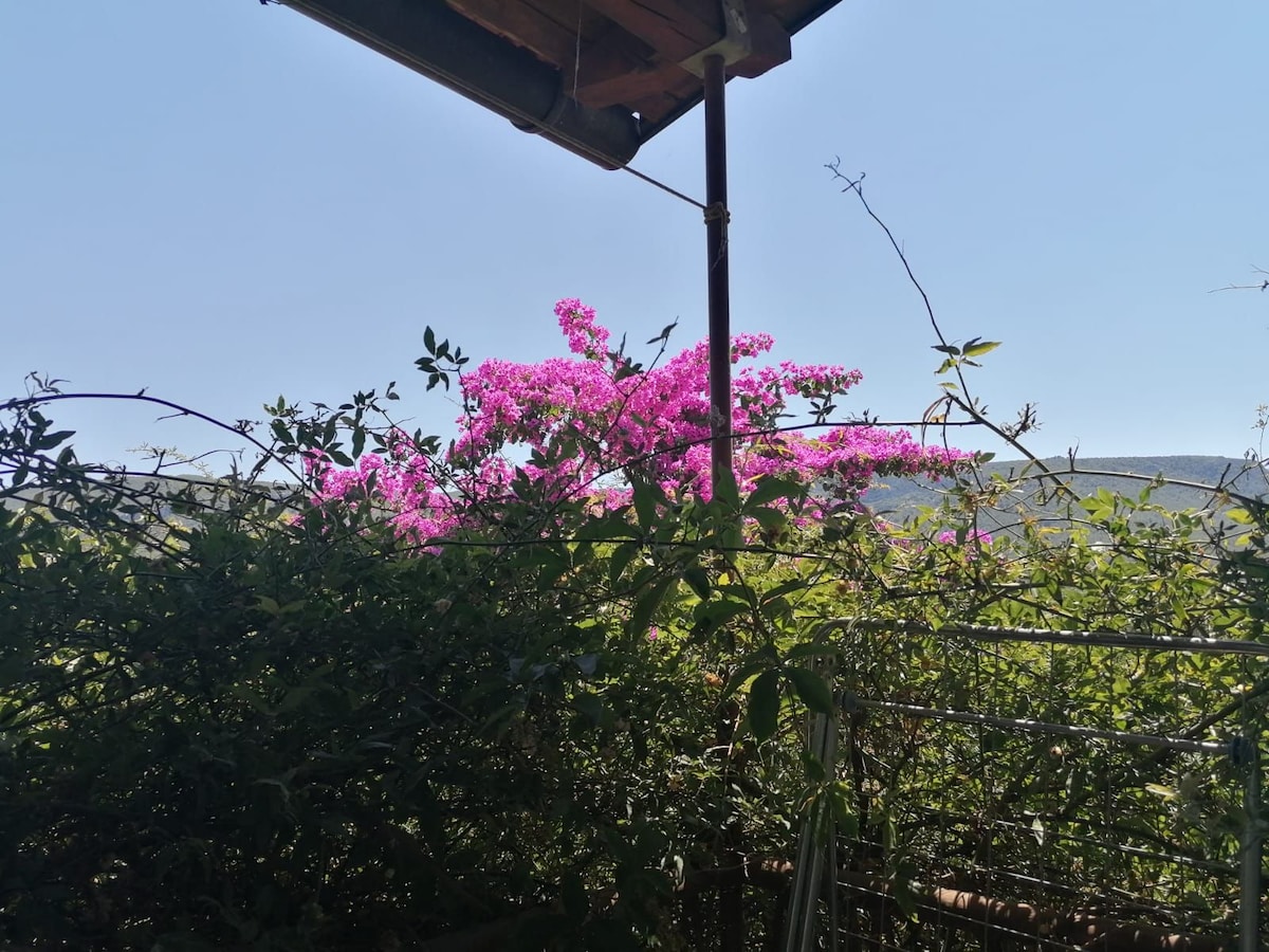 A vibrant bougainvillea tree is framed by lush green foliage, creating a natural view. A clear blue sky is visible in the background, complementing the colorful blooms and providing a serene atmosphere.