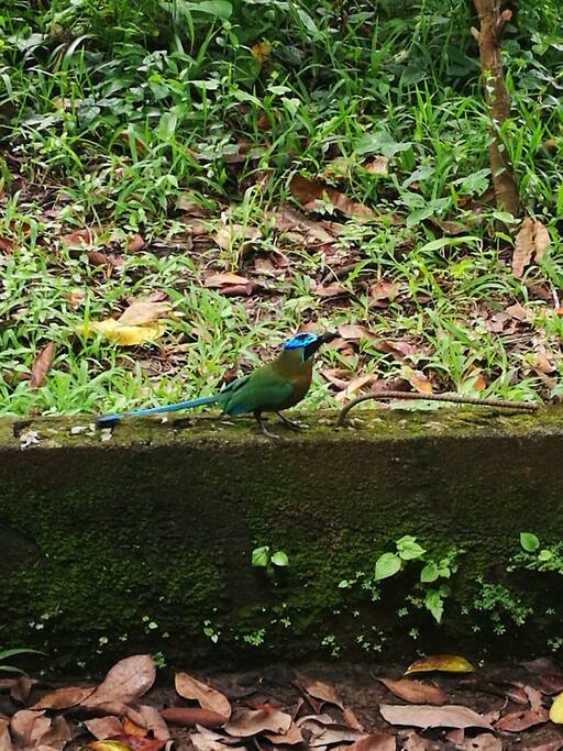 En cualquier momento una hermosa ave llega al patio. O una bandada de lapas atraviesa el cielo.