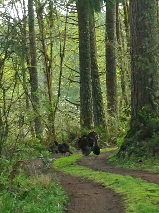 This is our driveway, where wild turkeys hang out.