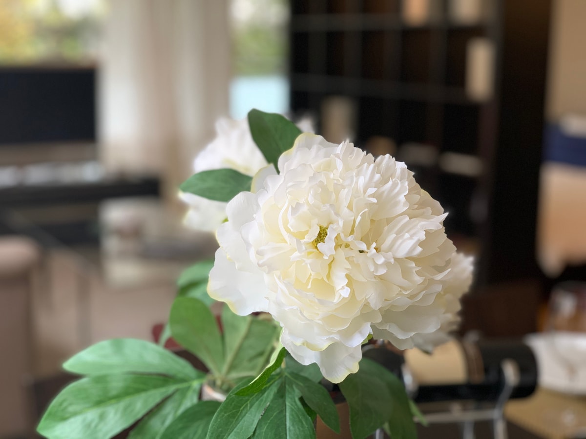 A close-up of a white peony flower is captured, showcasing its layered petals and vibrant green leaves. In the background, a shelf with dark finishes and a hint of furniture are softly blurred, suggesting a warm living space filled with natural light.