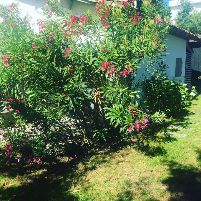 Jardin