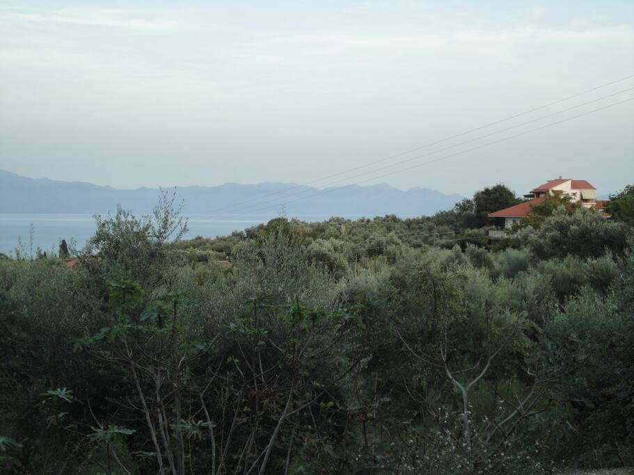Sweeping panoramic view of sea and the famous Kalamata / Koroneiki olive trees