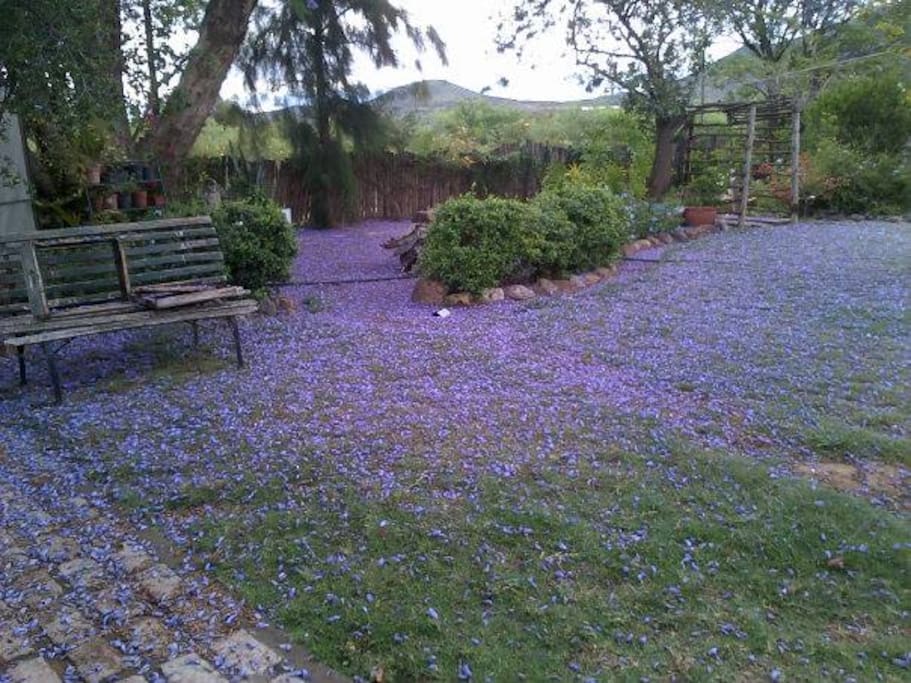 Back garden for use