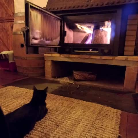 Top performing Airbnb: A warm, eco-friendly studio cabin in a nursery. in Punta Negra