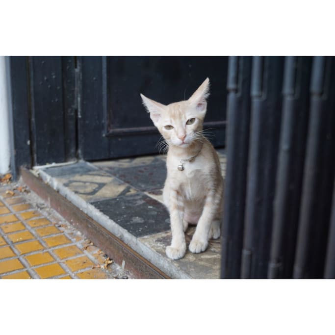 胡志明市旅游攻略-尽在airbnb爱彼迎