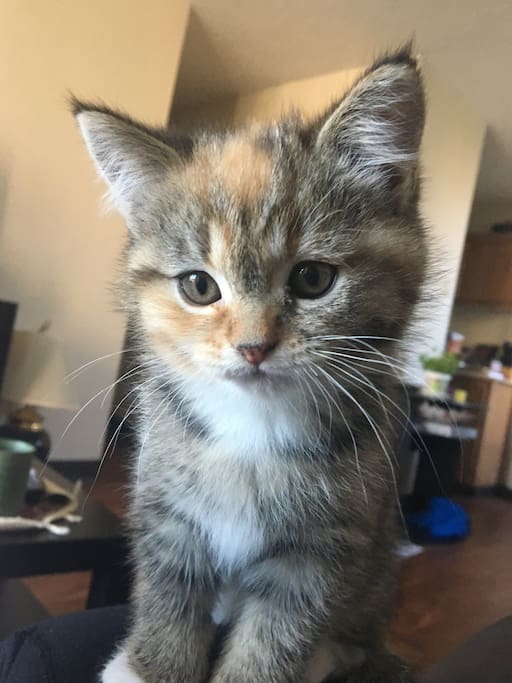My kitten, Hanna