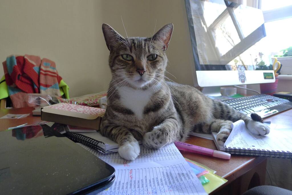 Boss of the house.