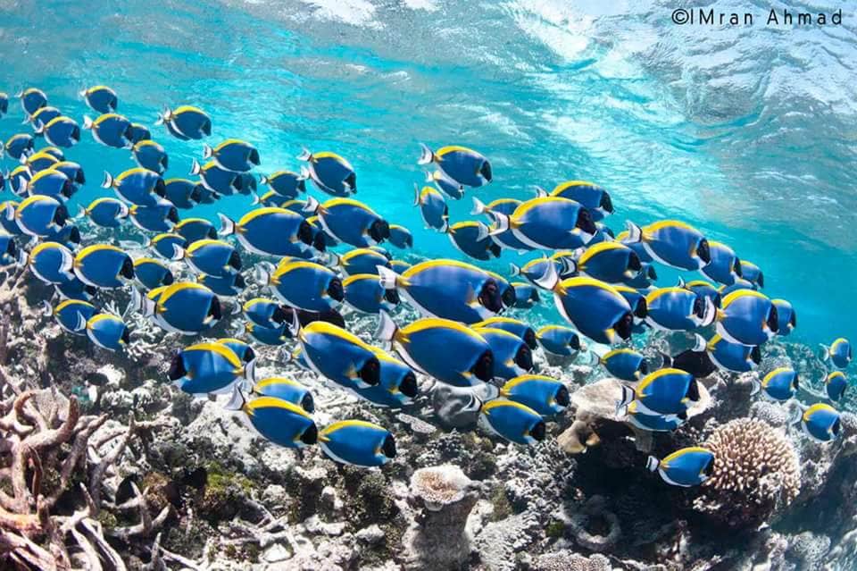 A school of vibrant blue and yellow fish swims gracefully above the coral reef, surrounded by clear turquoise water. The diverse shapes of the coral formations can be seen below, providing a natural habitat for the fishes.