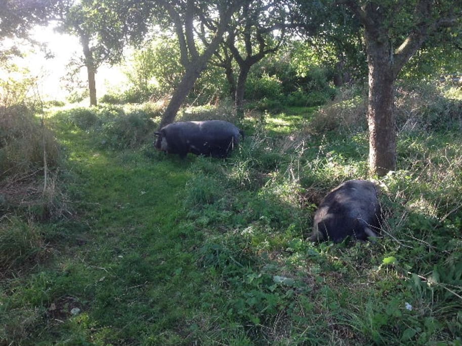Visiting friendly pigs