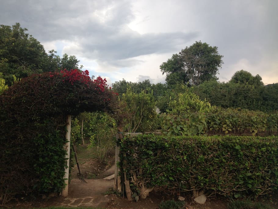 Organic vegetable and fruit garden