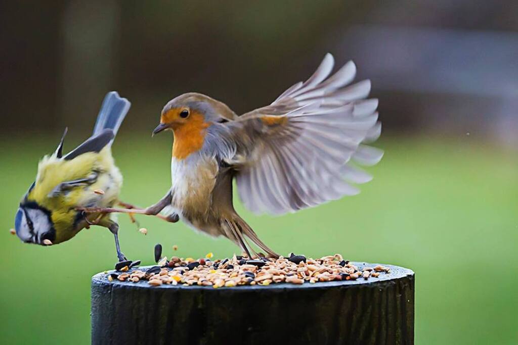 Breakfast at the bird observatory