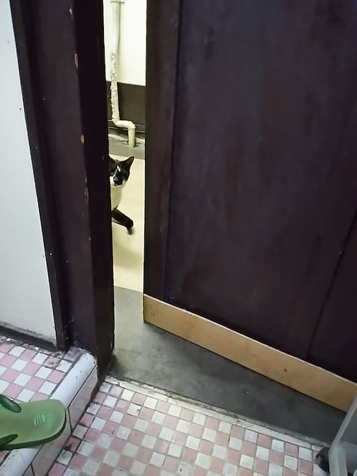 玄関です。たまに近所の猫が来ます。