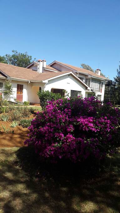 Garden with birdlife