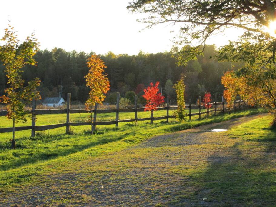 Maples in Fall along the lane