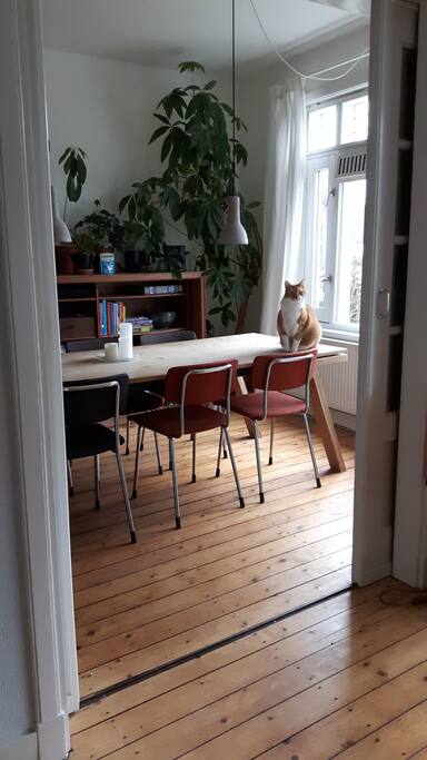 Mijn (iets te dikke) kat