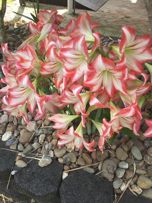 Spring flowers