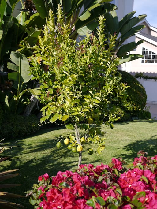 Front yard