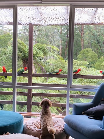 Treetops at Warburton. Relax with ferns and birds