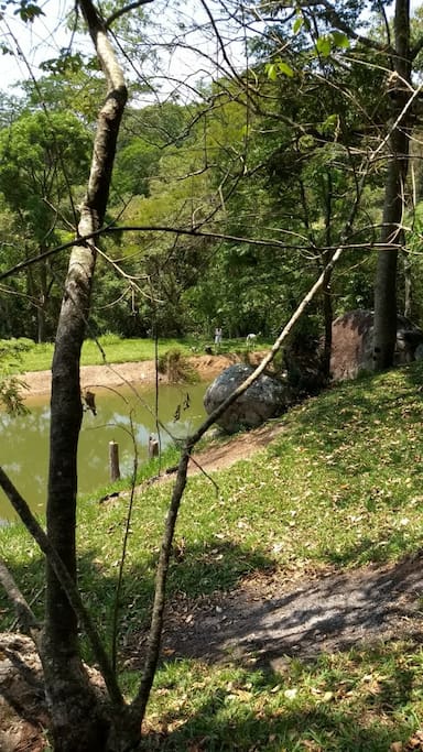 Um dos Lagos, vista do bosque