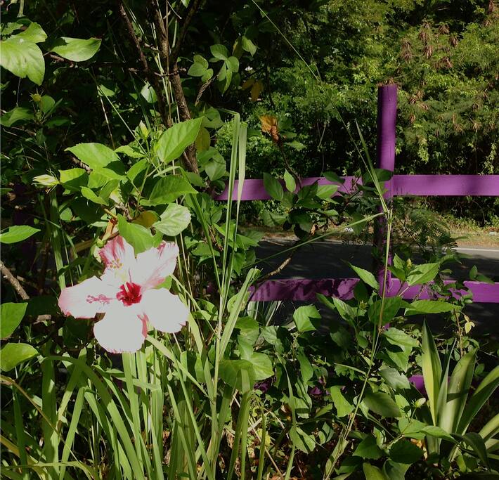Island Flower