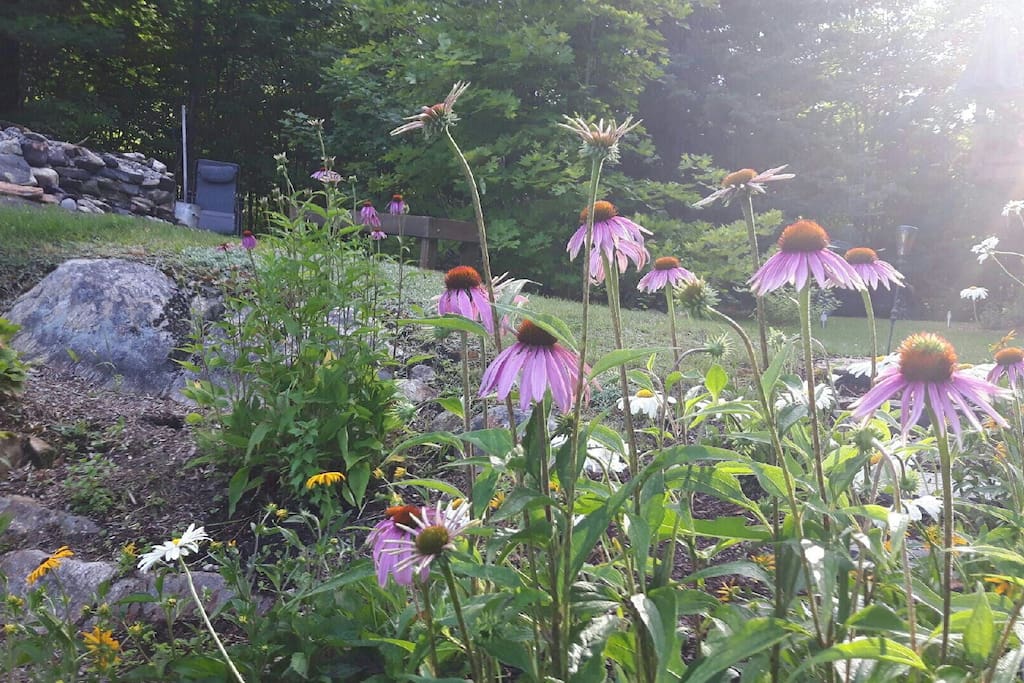 Lots of colourful flowers.