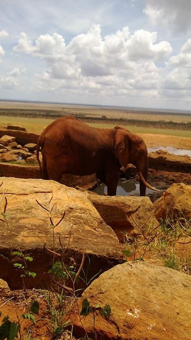 The elephants you will get to see in Tsavo.