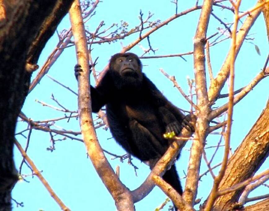 One of our neighbors at Flamingo Tower.