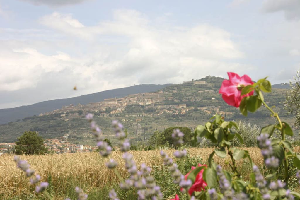 Cortona da Casa Martina